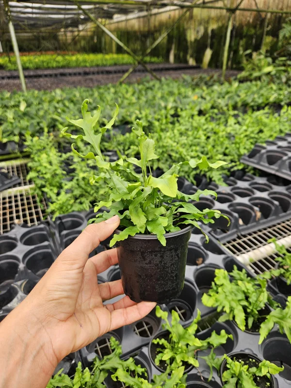 Microsorum scolopendrium ‘Laua’e Iki’ Footed Fern Live Plant 4 Inch Pot Indoor - Image 2