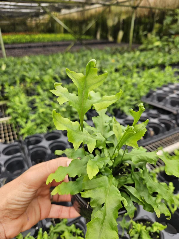 Microsorum scolopendrium ‘Laua’e Iki’ Footed Fern Live Plant 4 Inch Pot Indoor - Image 1