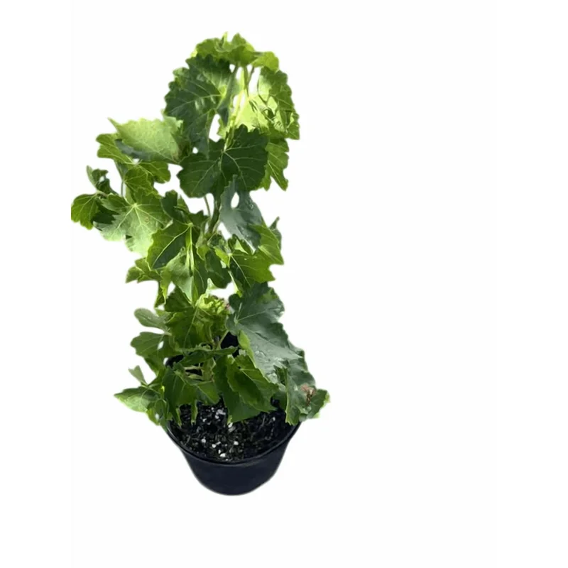 Midgley Seedless Grape Vine Live Plant - Purple Blue Grape 1-2 Feet Tall in Gallon Pot - Image 2