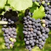 Midgley Seedless Grape Vine Live Plant - Purple Blue Grape 1-2 Feet Tall in Gallon Pot - Image 1
