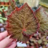 Midnight Magic Rex Begonia Live Plant - 4 Inch Pot - Indoor Houseplant - Image 1