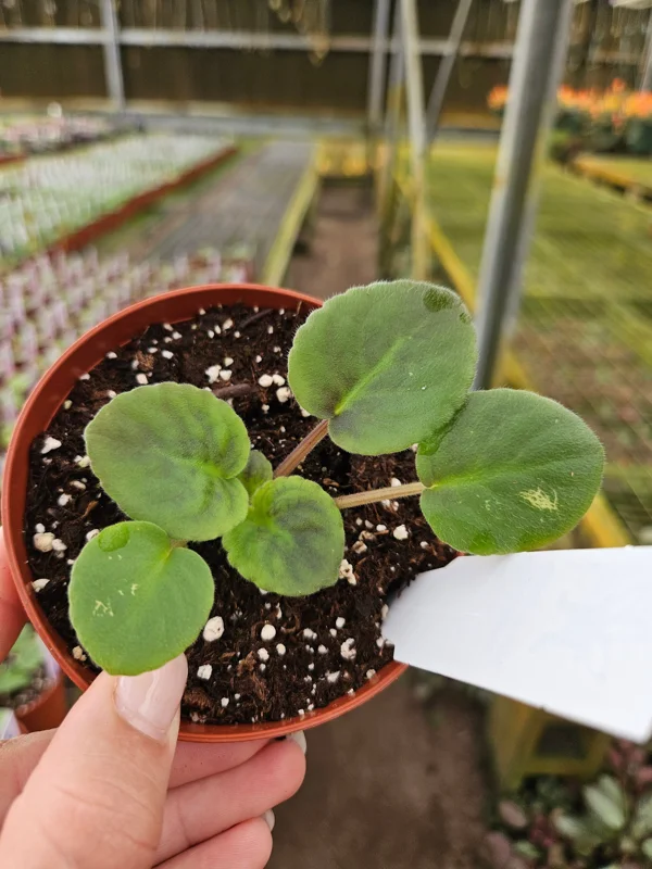 Midnight Twist African Violet Live Plant - 4 Inch Pot Starter Houseplant - Image 2