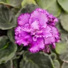 Midnight Twist African Violet Live Plant - 4 Inch Pot Starter Houseplant - Image 1