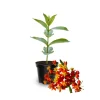 Milkweed Live Plant – 2 Pack – 4-6 Inch Tall – Pollinator-Friendly Perennial - Image 1