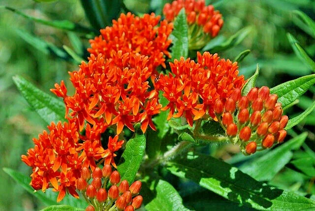 Milkweed Seeds 100 Count - Asclepias Tuberosa Orange Butterfly Weed Perennial Outdoor - Image 2