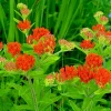 Milkweed Seeds 100 Count - Asclepias Tuberosa Orange Butterfly Weed Perennial Outdoor - Image 1