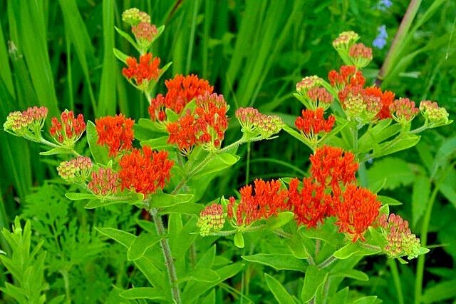 Milkweed Seeds 100 Count - Asclepias Tuberosa Orange Butterfly Weed Perennial Outdoor - Image 1