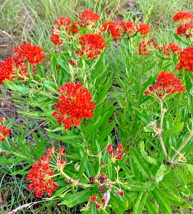 Milkweed Seeds – Asclepias Tuberosa Orange Butterfly Weed – 100 Seeds – Outdoor Perennial - Image 2