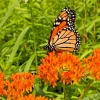 Milkweed Seeds – Asclepias Tuberosa Orange Butterfly Weed – 100 Seeds – Outdoor Perennial - Image 1