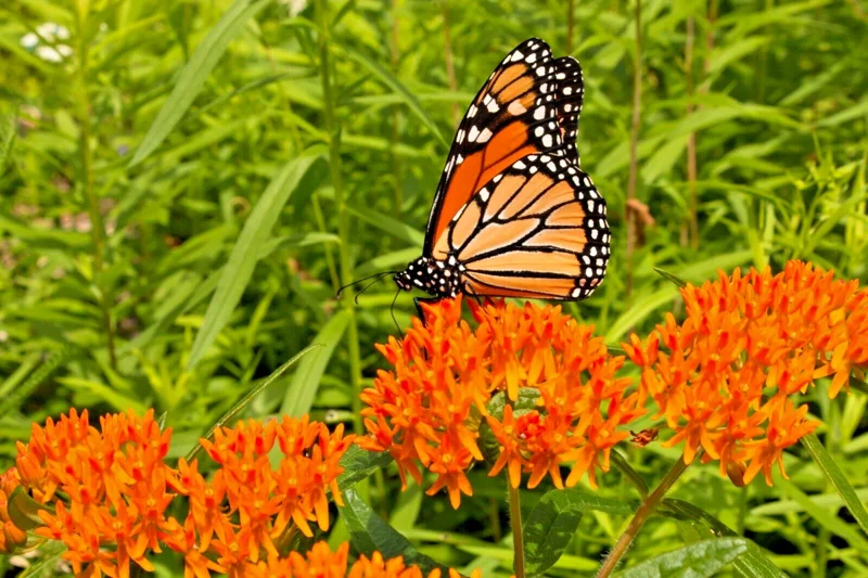 Milkweed Seeds – Asclepias Tuberosa Orange Butterfly Weed – 100 Seeds – Outdoor Perennial - Image 1