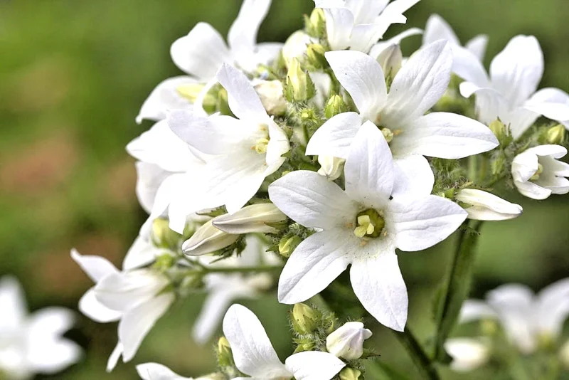 Milky Bellflower Mix Seeds - Campanula lactiflora 'Prichard's Variety' - 200 Perennial Flower Seeds - Outdoor, Zones 5-9 - Image 2