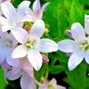 Milky Bellflower Mix Seeds - Campanula lactiflora 'Prichard's Variety' - 200 Perennial Flower Seeds - Outdoor, Zones 5-9 - Image 1