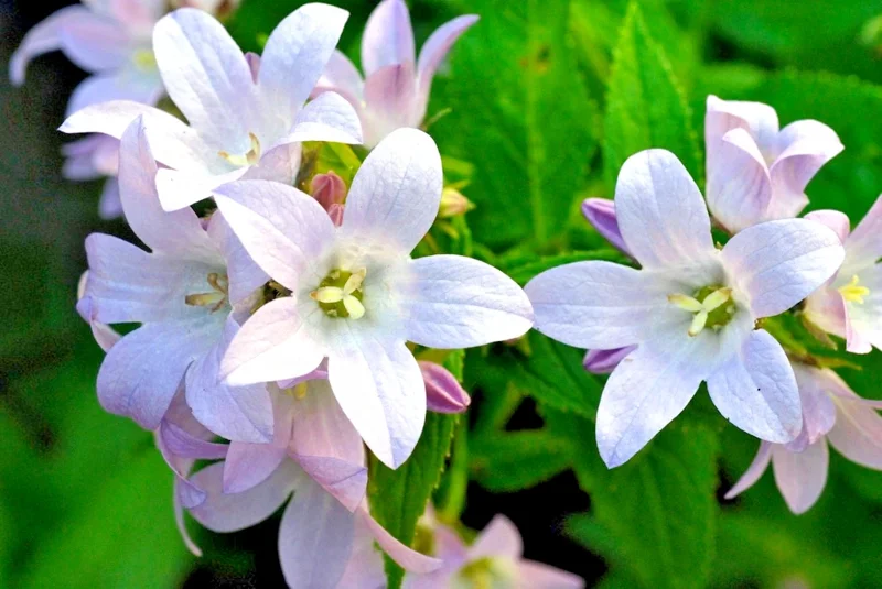 Milky Bellflower Mix Seeds - Campanula lactiflora 'Prichard's Variety' - 200 Perennial Flower Seeds - Outdoor, Zones 5-9 - Image 1