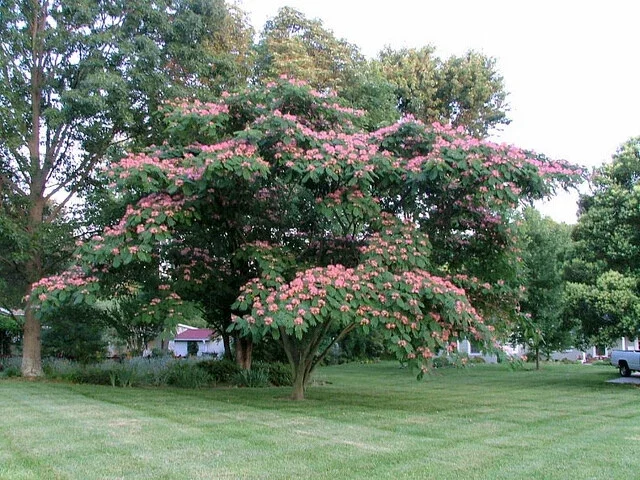 Mimosa Tree Seeds - 20 Count Albizia Julibrissin - Flowering Outdoor Tree Seeds - Image 1