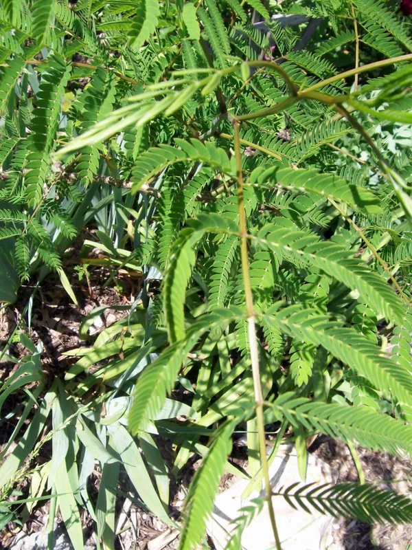 Mimosa Tree Seeds - 20 Count Albizia Julibrissin - Flowering Outdoor Tree Seeds Mimosa Tree Seeds - 20 Count Albizia Julibrissin - Flowering Outdoor Tree Seeds - Image 6