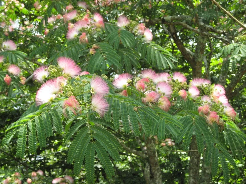 Mimosa Tree Seeds - 20 Count Albizia Julibrissin - Flowering Outdoor Tree Seeds Mimosa Tree Seeds - 20 Count Albizia Julibrissin - Flowering Outdoor Tree Seeds - Image 8