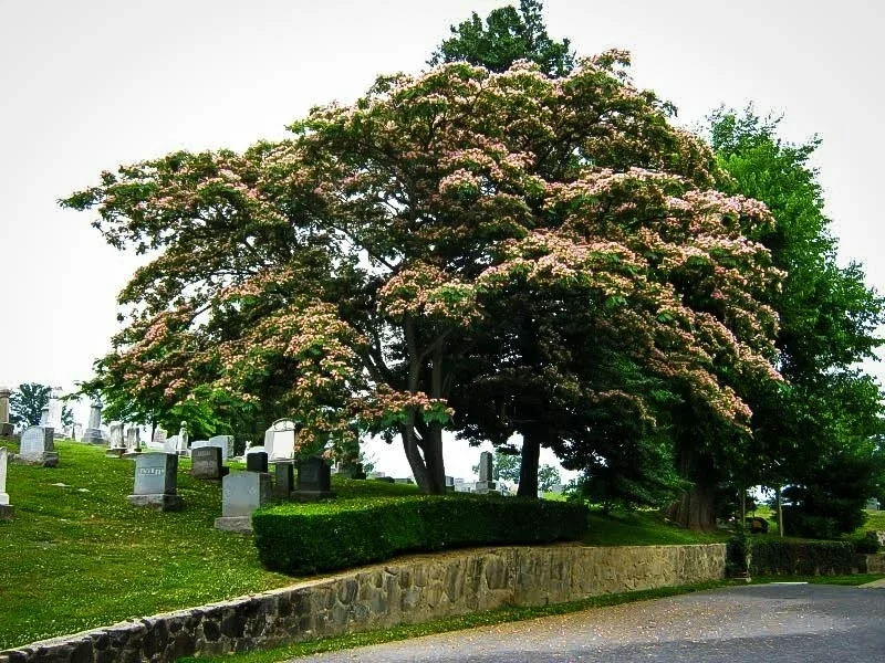 Mimosa Tree Seeds - 20 Count Albizia Julibrissin - Flowering Outdoor Tree Seeds Mimosa Tree Seeds - 20 Count Albizia Julibrissin - Flowering Outdoor Tree Seeds - Image 9