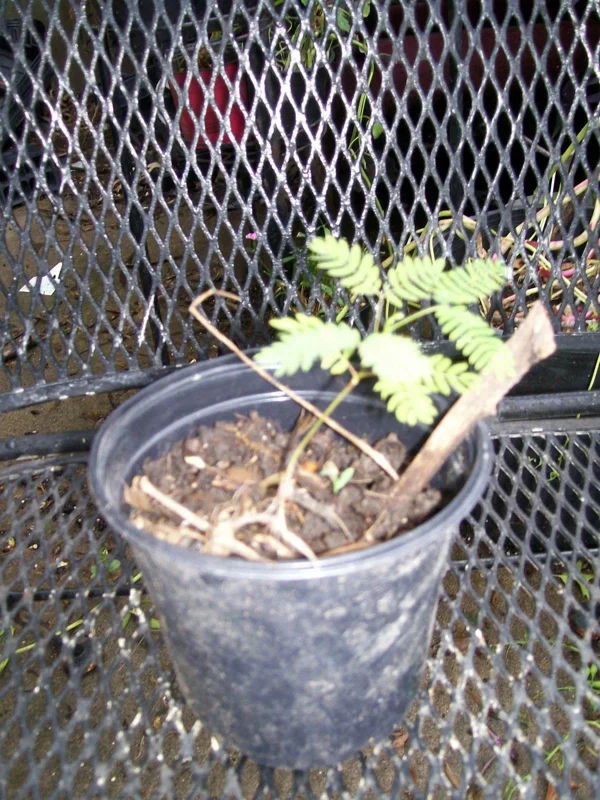 Mimosa Tree Seeds (Albizia julibrissin) - 20 Seed Pack for Outdoor Planting Mimosa Tree Seeds (Albizia julibrissin) - 20 Seed Pack for Outdoor Planting - Image 3