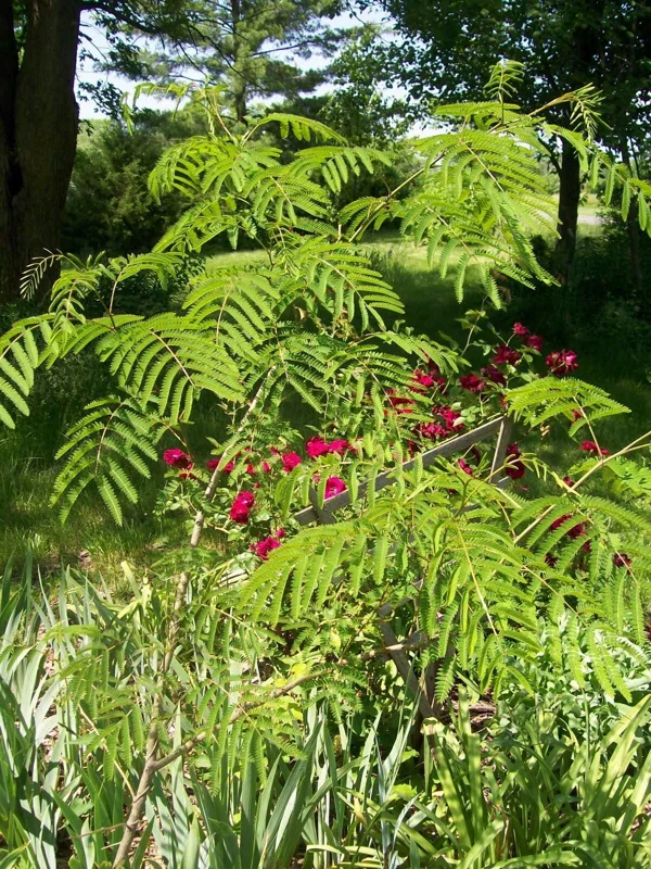 Mimosa Tree Seeds - Albizia julibrissin - 20 Seeds Pack - Outdoor Flowering Mimosa Tree Seeds - Albizia julibrissin - 20 Seeds Pack - Outdoor Flowering - Image 2