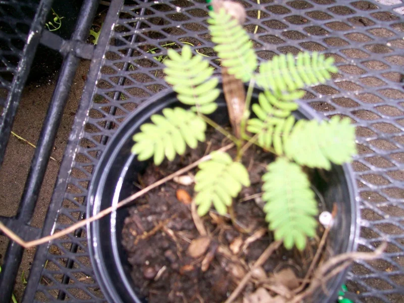 Mimosa Tree Seeds - Albizia julibrissin - 20 Seeds Pack - Outdoor Flowering Mimosa Tree Seeds - Albizia julibrissin - 20 Seeds Pack - Outdoor Flowering - Image 4