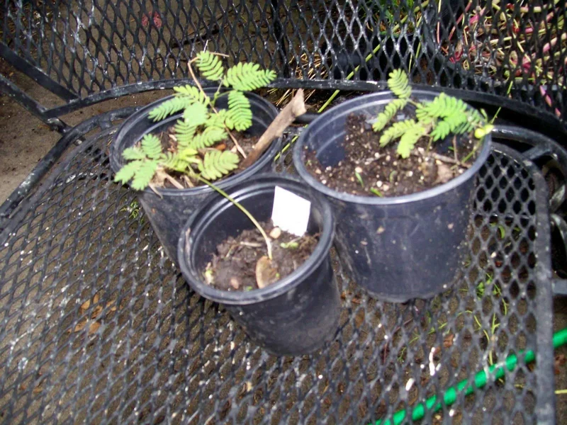 Mimosa Tree Seeds - Albizia julibrissin - 20 Seeds Pack - Outdoor Flowering Mimosa Tree Seeds - Albizia julibrissin - 20 Seeds Pack - Outdoor Flowering - Image 5