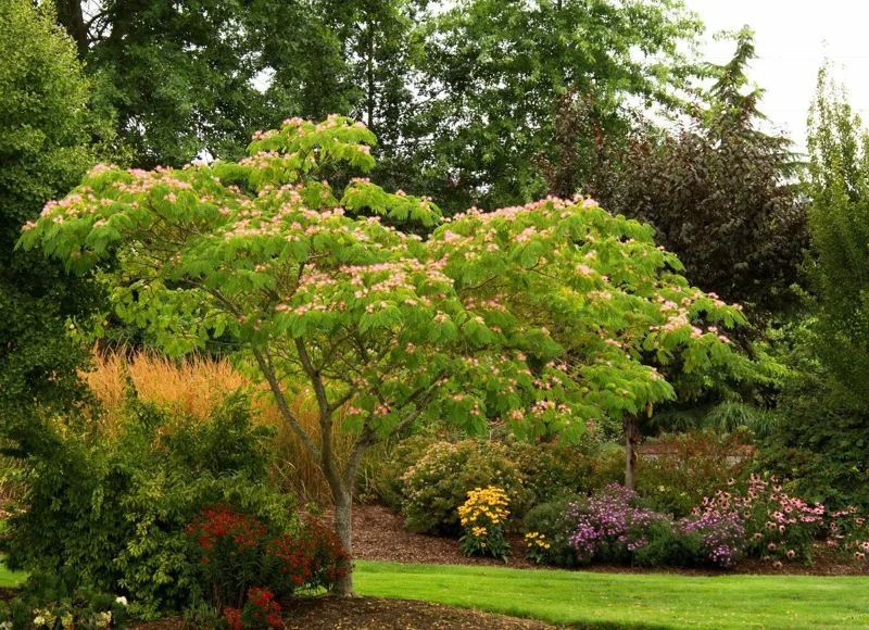 Mimosa Tree Seeds - Albizia julibrissin - 20 Seeds Pack - Outdoor Flowering Mimosa Tree Seeds - Albizia julibrissin - 20 Seeds Pack - Outdoor Flowering - Image 7