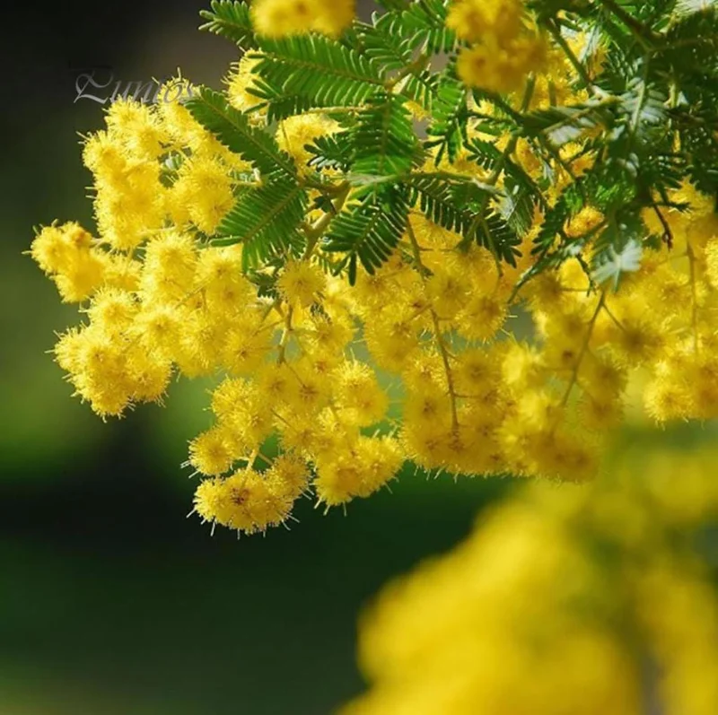 Mimosa Wattle Live Plant, Acacia Baileyana Seedling, Yellow Flower, 3-5 Inch Tall, 4 Inch Pot Mimosa Wattle Live Plant, Acacia Baileyana Seedling, Yellow Flower, 3-5 Inch Tall, 4 Inch Pot - Image 2