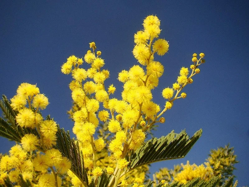 Mimosa Wattle Live Plant, Acacia Baileyana Seedling, Yellow Flower, 3-5 Inch Tall, 4 Inch Pot Mimosa Wattle Live Plant, Acacia Baileyana Seedling, Yellow Flower, 3-5 Inch Tall, 4 Inch Pot - Image 3