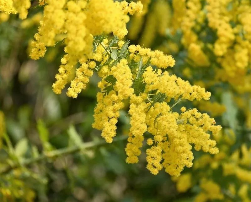 Mimosa Wattle Live Plant, Acacia Baileyana Seedling, Yellow Flower, 3-5 Inch Tall, 4 Inch Pot Mimosa Wattle Live Plant, Acacia Baileyana Seedling, Yellow Flower, 3-5 Inch Tall, 4 Inch Pot - Image 4