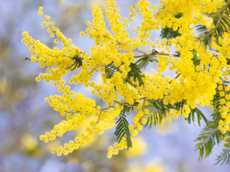 Mimosa Wattle Live Plant, Acacia Baileyana Seedling, Yellow Flower, 3-5 Inch Tall, 4 Inch Pot Mimosa Wattle Live Plant, Acacia Baileyana Seedling, Yellow Flower, 3-5 Inch Tall, 4 Inch Pot - Image 5