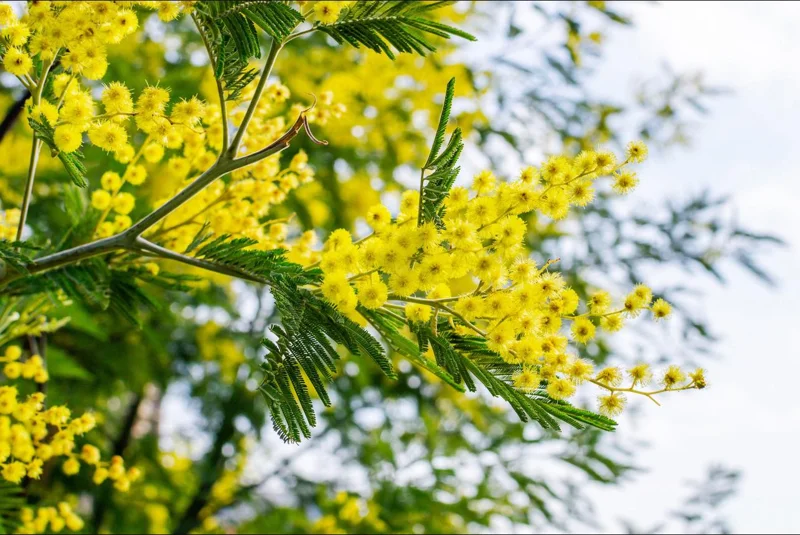 Mimosa Wattle Live Plant, Acacia Baileyana Seedling, Yellow Flower, 3-5 Inch Tall, 4 Inch Pot Mimosa Wattle Live Plant, Acacia Baileyana Seedling, Yellow Flower, 3-5 Inch Tall, 4 Inch Pot - Image 6