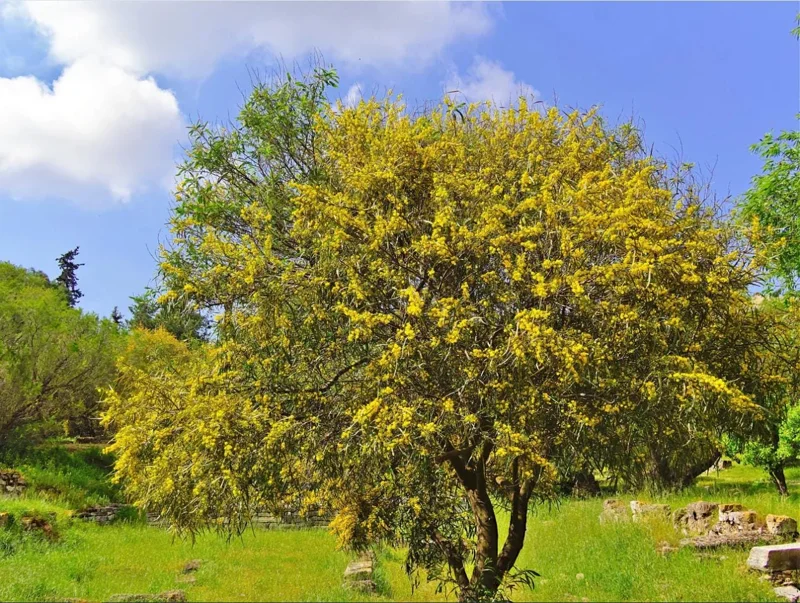 Mimosa Wattle Live Plant, Acacia Baileyana Seedling, Yellow Flower, 3-5 Inch Tall, 4 Inch Pot Mimosa Wattle Live Plant, Acacia Baileyana Seedling, Yellow Flower, 3-5 Inch Tall, 4 Inch Pot - Image 7