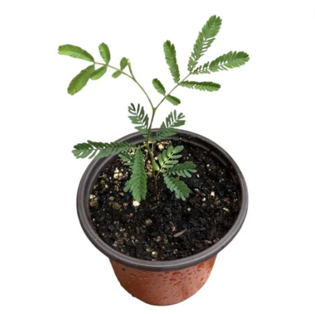 Mimosa Wattle Live Plant, Acacia Baileyana Seedling, Yellow Flower, 3-5 Inch Tall, 4 Inch Pot Mimosa Wattle Live Plant, Acacia Baileyana Seedling, Yellow Flower, 3-5 Inch Tall, 4 Inch Pot - Image 8