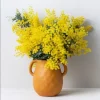 Mimosa Wattle Live Plant, Acacia Baileyana Seedling, Yellow Flower, 3-5 Inch Tall, 4 Inch Pot - Image 1