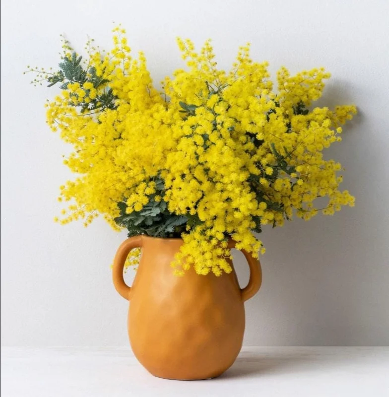 Mimosa Wattle Live Plant, Acacia Baileyana Seedling, Yellow Flower, 3-5 Inch Tall, 4 Inch Pot Mimosa Wattle Live Plant, Acacia Baileyana Seedling, Yellow Flower, 3-5 Inch Tall, 4 Inch Pot - Image 1