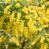 Mimosa Wattle Live Plant – Fast Growing Ornamental Tree – 4-6 Inch Tall – 4 Inch Pot - Image 1