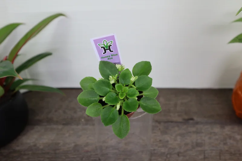 Mini African Violet Live Plant - Honey Blue Ace, Semidouble Blue with White Edge, 2 Inch Pot, Indoor Houseplant - Image 1