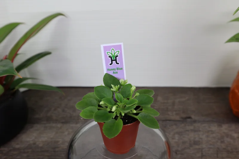 Mini African Violet Live Plant - Honey Blue Ace, Semidouble Blue with White Edge, 2 Inch Pot, Indoor Houseplant - Image 2