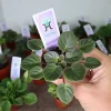 Mini African Violet Live Plant - Semi Miniature Pink White Houseplant in 2 Inch Pot - Image 1
