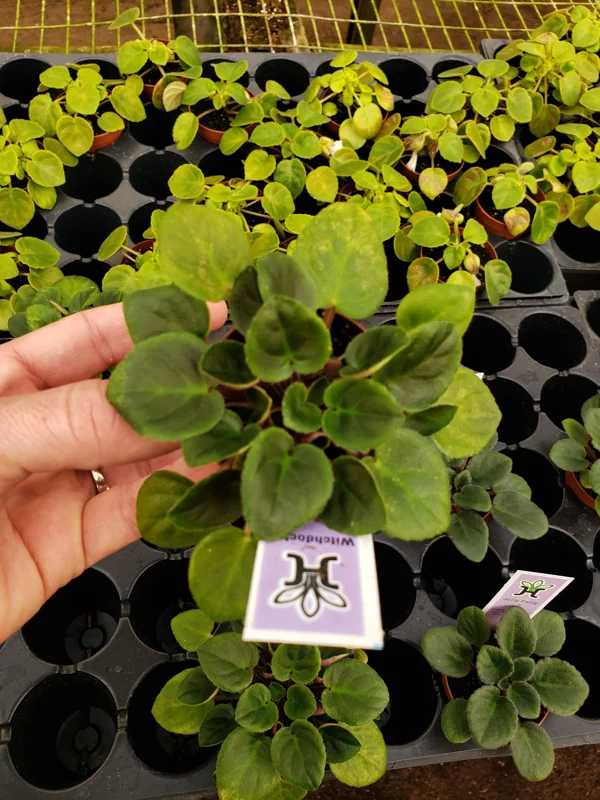 Mini African Violet Live Plant - Wasp Bloom - 2 Inch Pot - Houseplant - Image 2