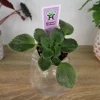 Mini African Violet Live Plant - Wasp Bloom - 2 Inch Pot - Houseplant - Image 1