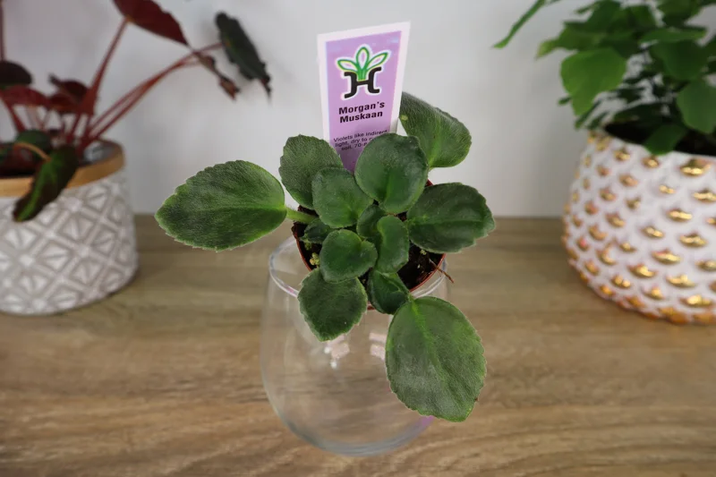 Mini African Violet Live Plant - Wasp Bloom - 2 Inch Pot - Houseplant - Image 1