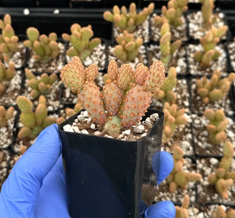 Mini Cinnamon Cactus Live Plant - Opuntia Rufida Minima - Red Cactus - 2 Inch Pot - Indoor - Image 2