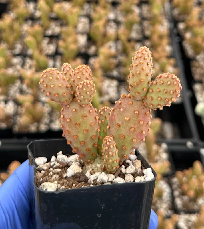 Mini Cinnamon Cactus Live Plant - Opuntia Rufida Minima - Red Cactus - 2 Inch Pot - Indoor Mini Cinnamon Cactus Live Plant - Opuntia Rufida Minima - Red Cactus - 2 Inch Pot - Indoor - Image 3