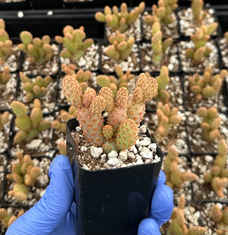 Mini Cinnamon Cactus Live Plant - Opuntia Rufida Minima - Red Cactus - 2 Inch Pot - Indoor Mini Cinnamon Cactus Live Plant - Opuntia Rufida Minima - Red Cactus - 2 Inch Pot - Indoor - Image 4