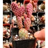 Mini Cinnamon Cactus Live Plant - Opuntia Rufida Minima - 2" Pot - Image 1
