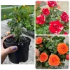 Mini Rose Bush Live Plant Mixcolor - 2 Small Starter Roses 3-7 Inch Tall Potted - Image 1
