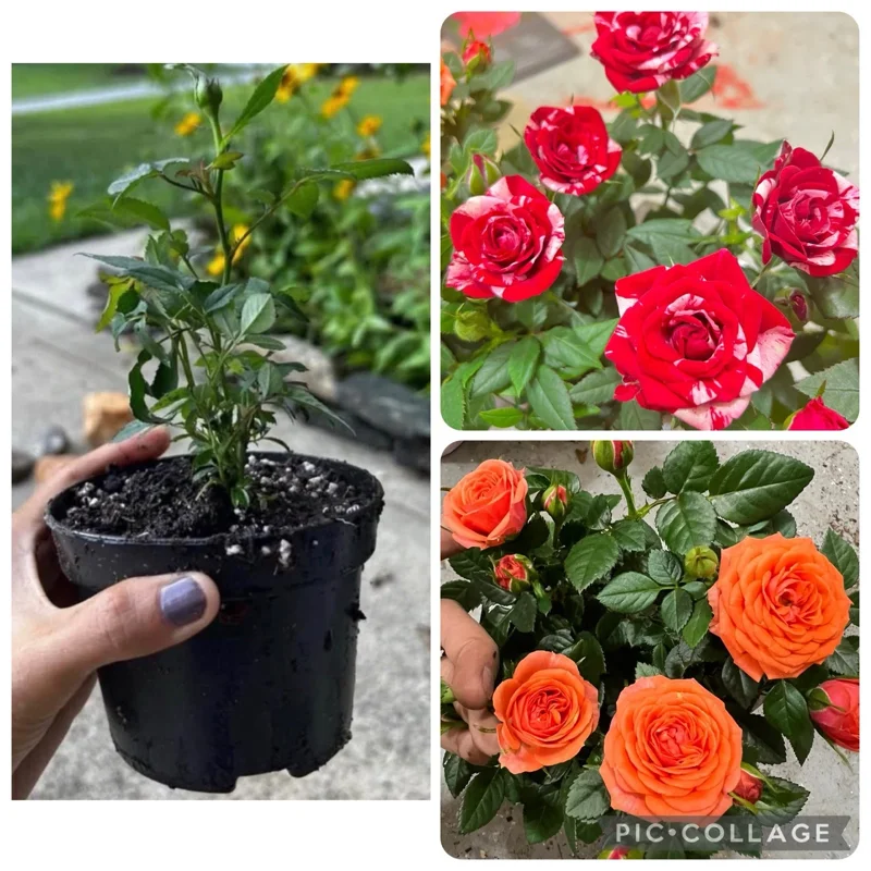 Mini Rose Bush Live Plant Mixcolor - 2 Small Starter Roses 3-7 Inch Tall Potted - Image 1