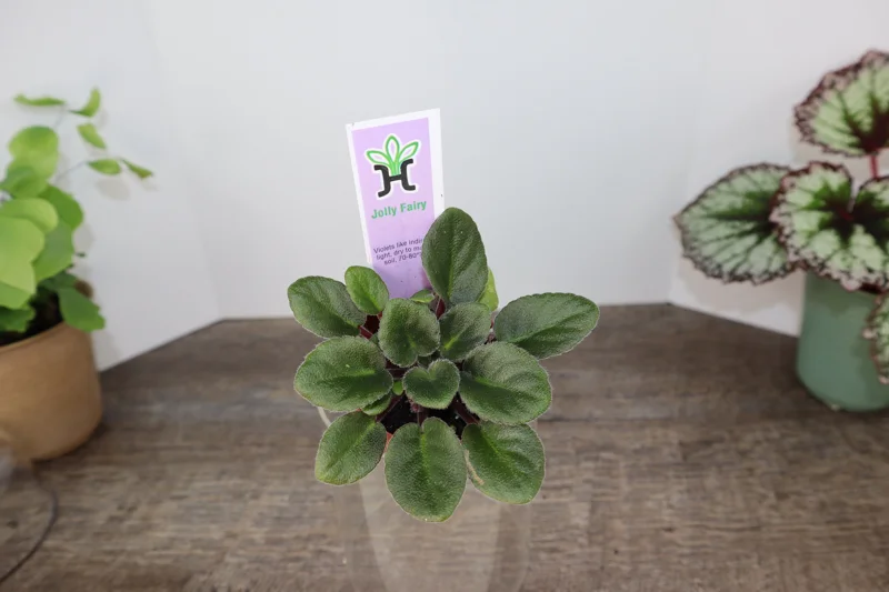 Miniature African Violet Live Plant - 2 Inch Pot - Indoor Potted Houseplant - Image 2