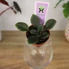 Miniature African Violet Live Plant - 2 Inch Pot - Indoor Potted Houseplant - Image 1
